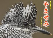 『今日も河畔に やませみの笑い声が響いて』の表紙