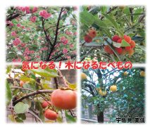 『気になる! 木になるたべもの』の表紙
